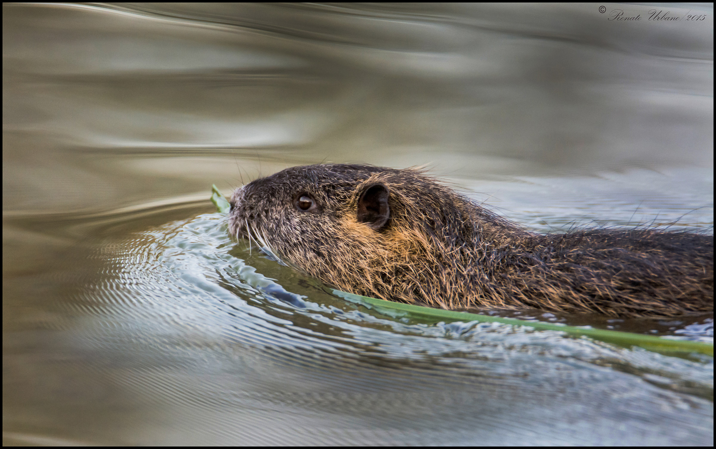 Nutria