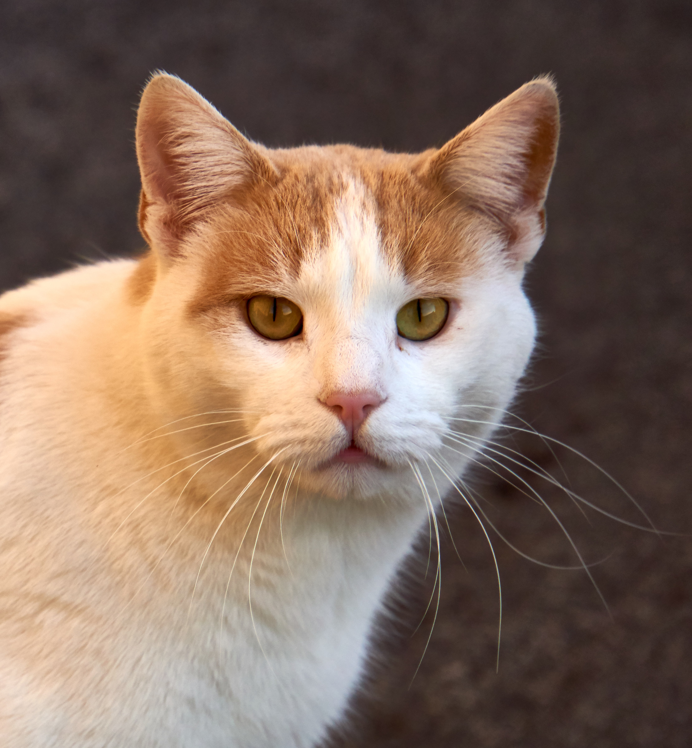 Sono sempre un felino!