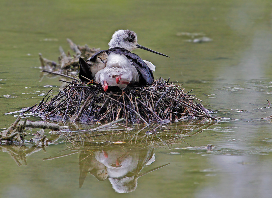 under the wing .....