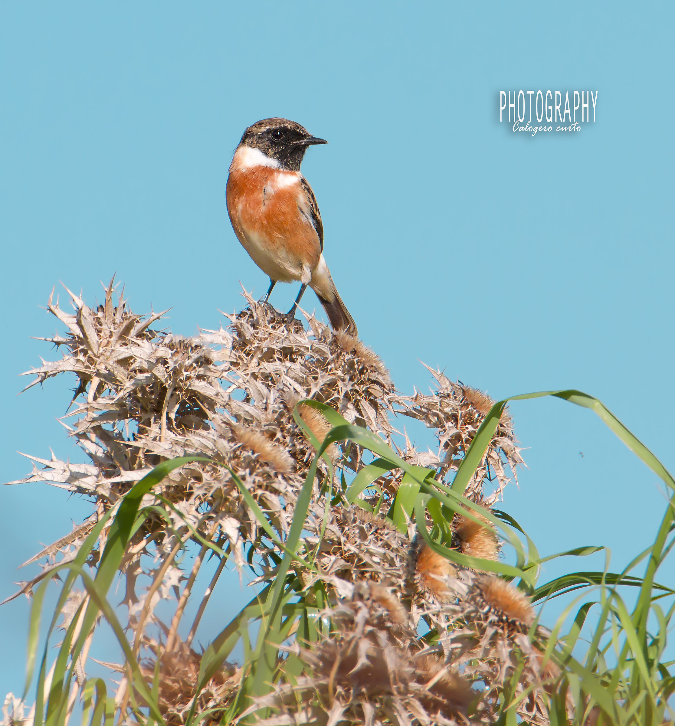 Stonechat male