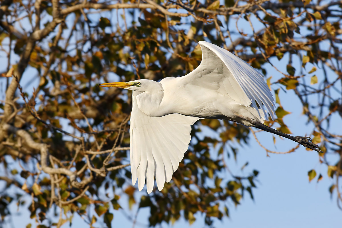 Airone bianco al tramonto
