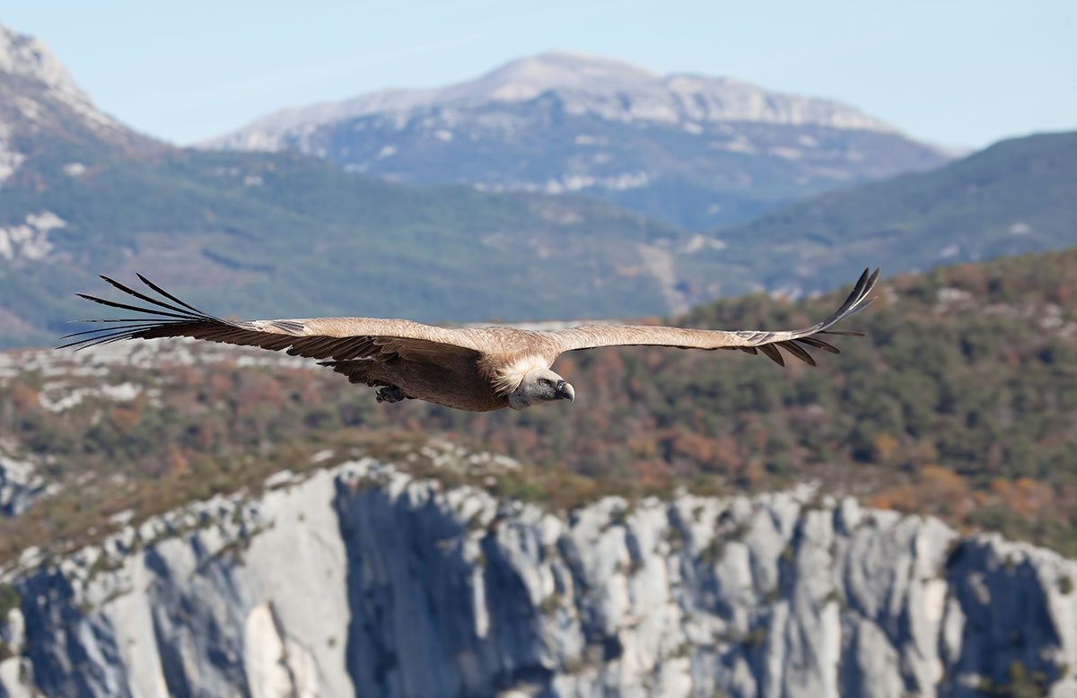 il ritorno al verdon