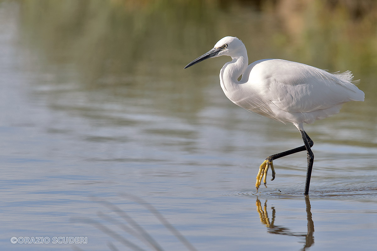 Egret Egret