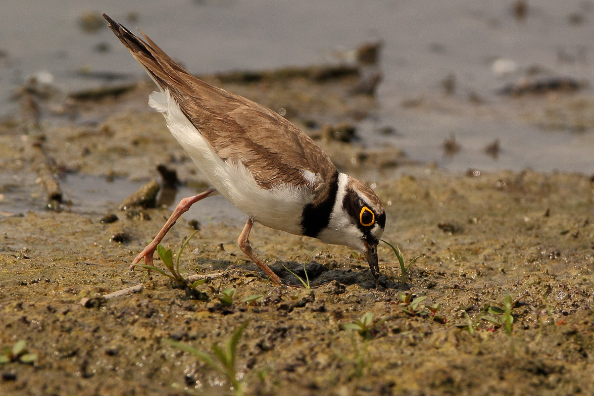 a vermetto la la la!