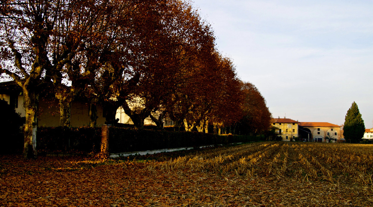 Last leaves on the plane trees