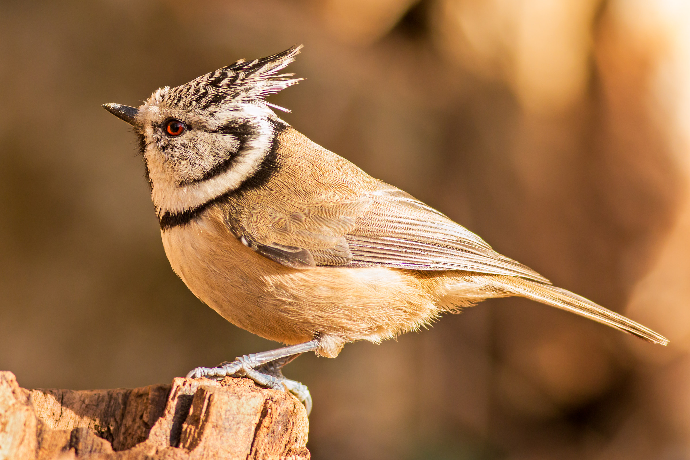 crested tit