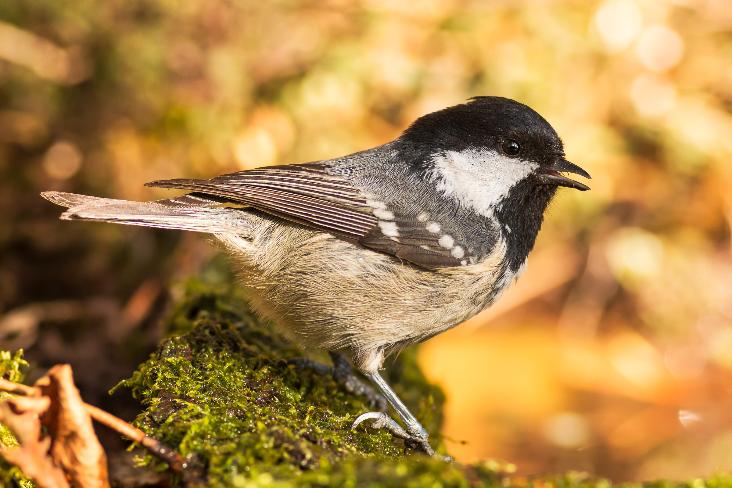 coal tit