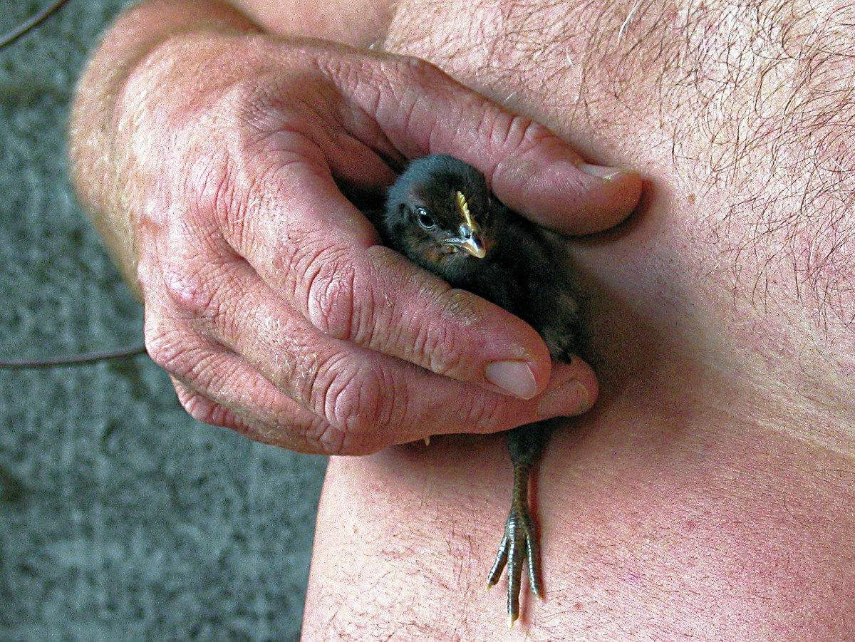 Safe in the hands of the good farmer