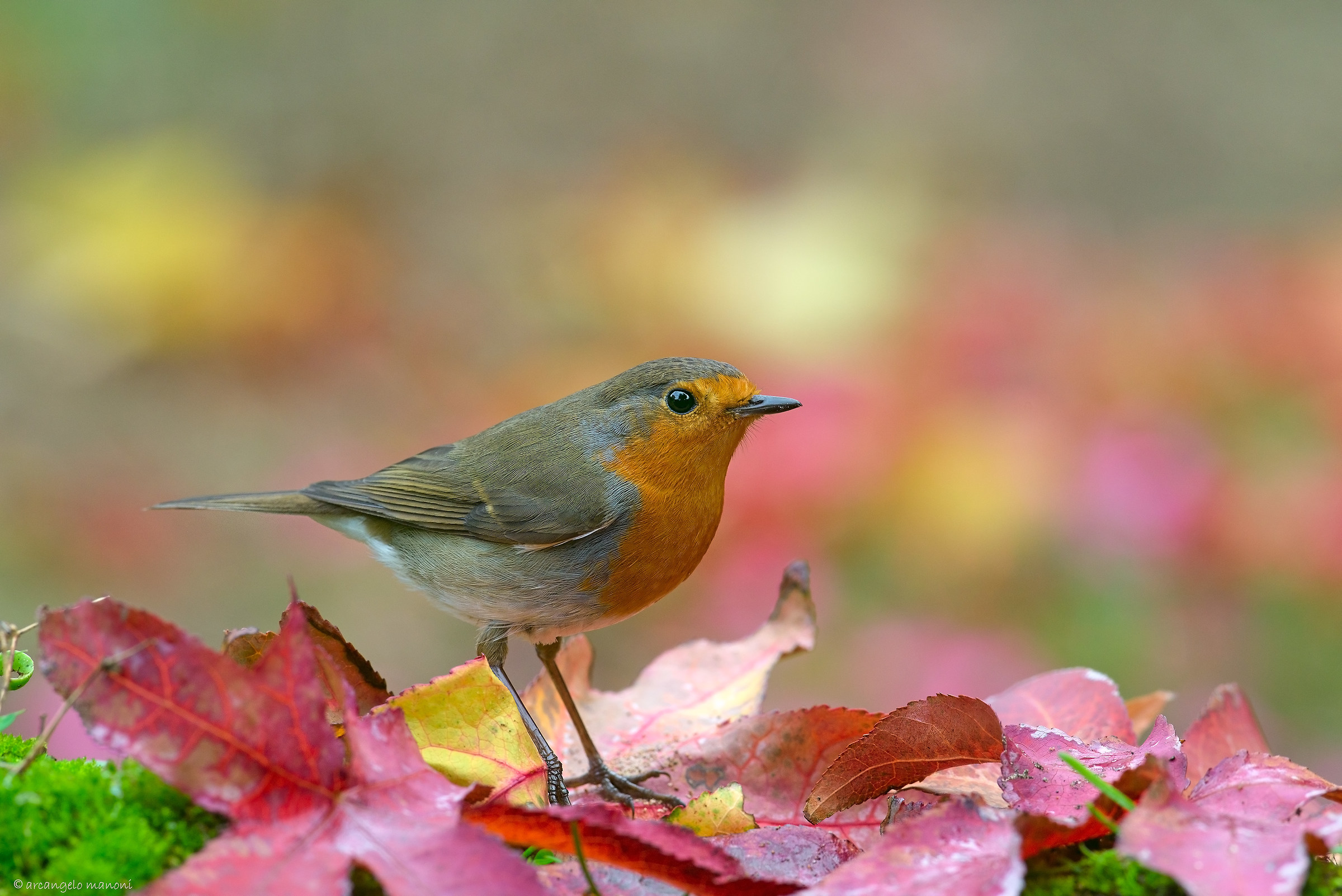 Leaves and robin