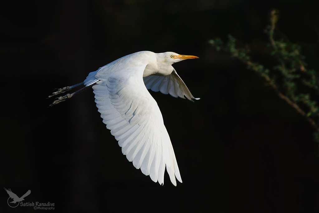 Egret in flight with dark background.