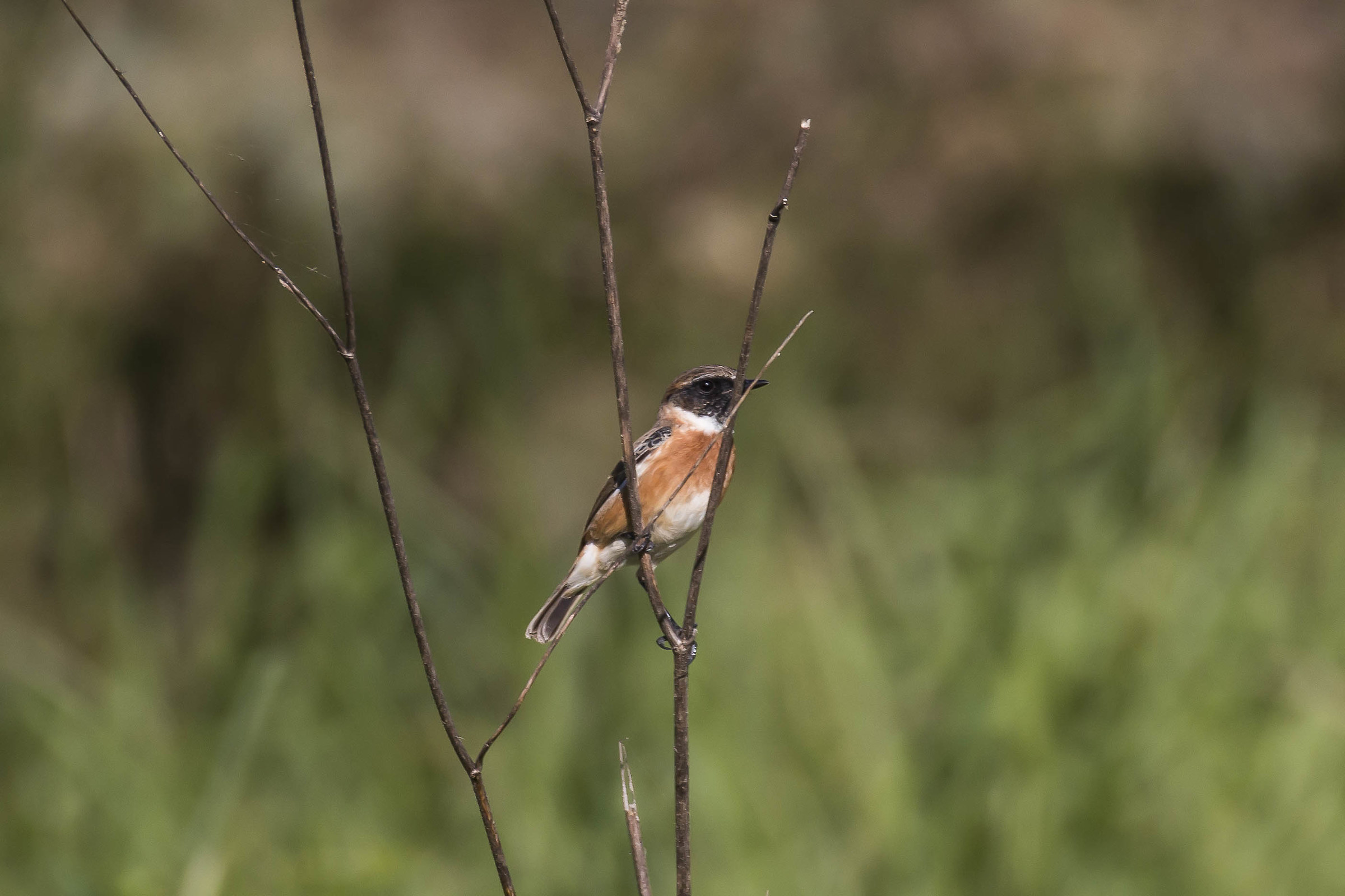 Stonechat
