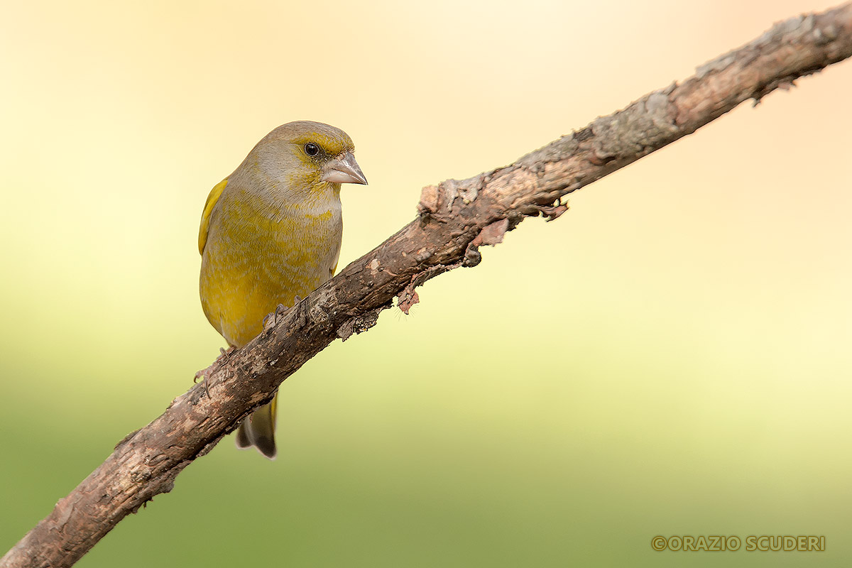 Carduelis chloris