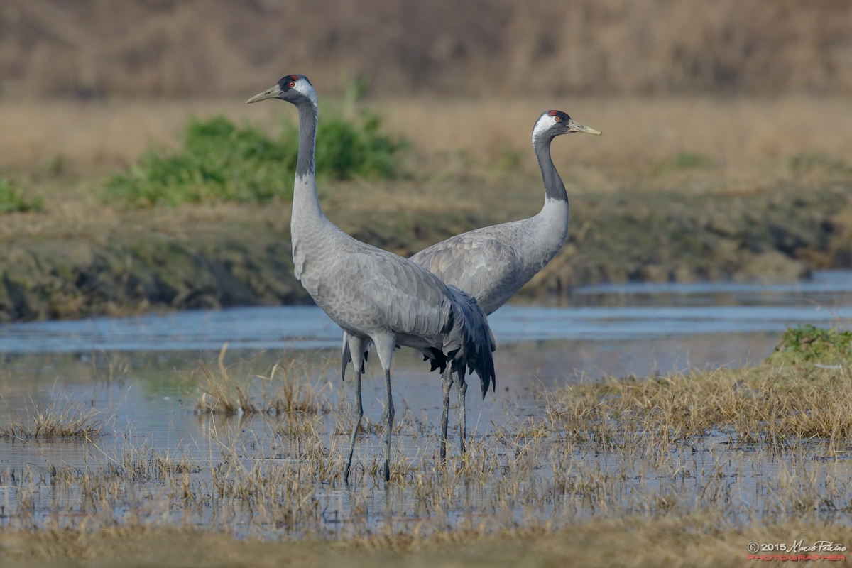 Cranes (Grus grus)