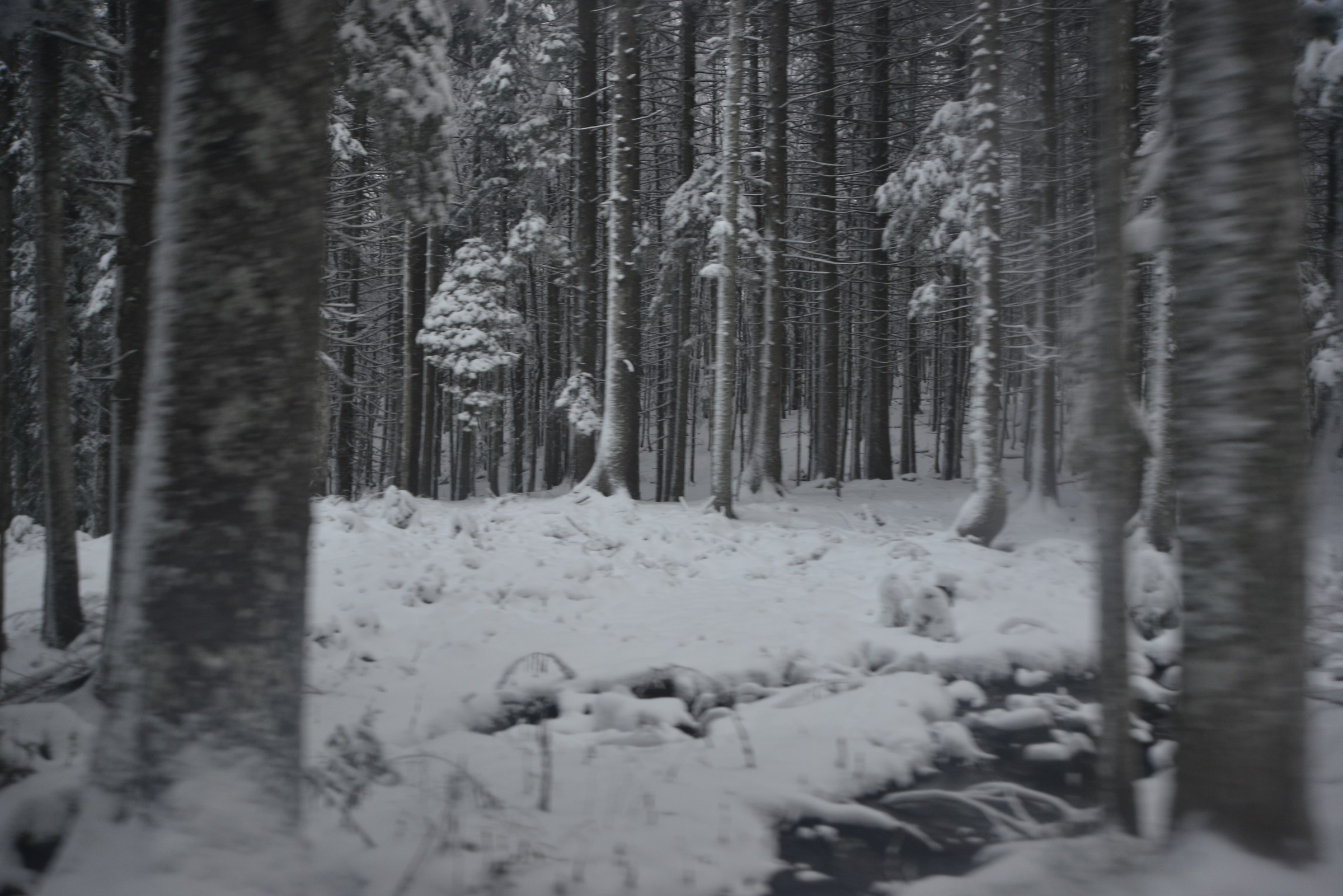 Alberi innevati di sfuggita