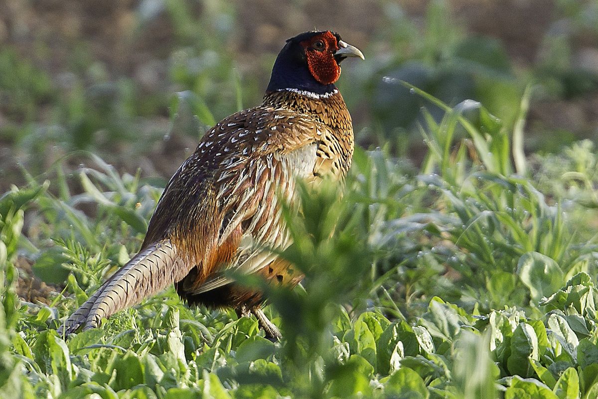 pheasant