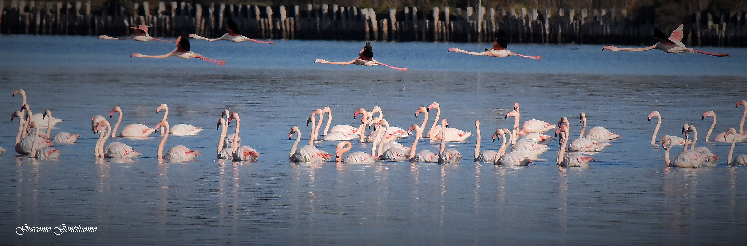 laguna di Orbetello, fenicotteri rosa