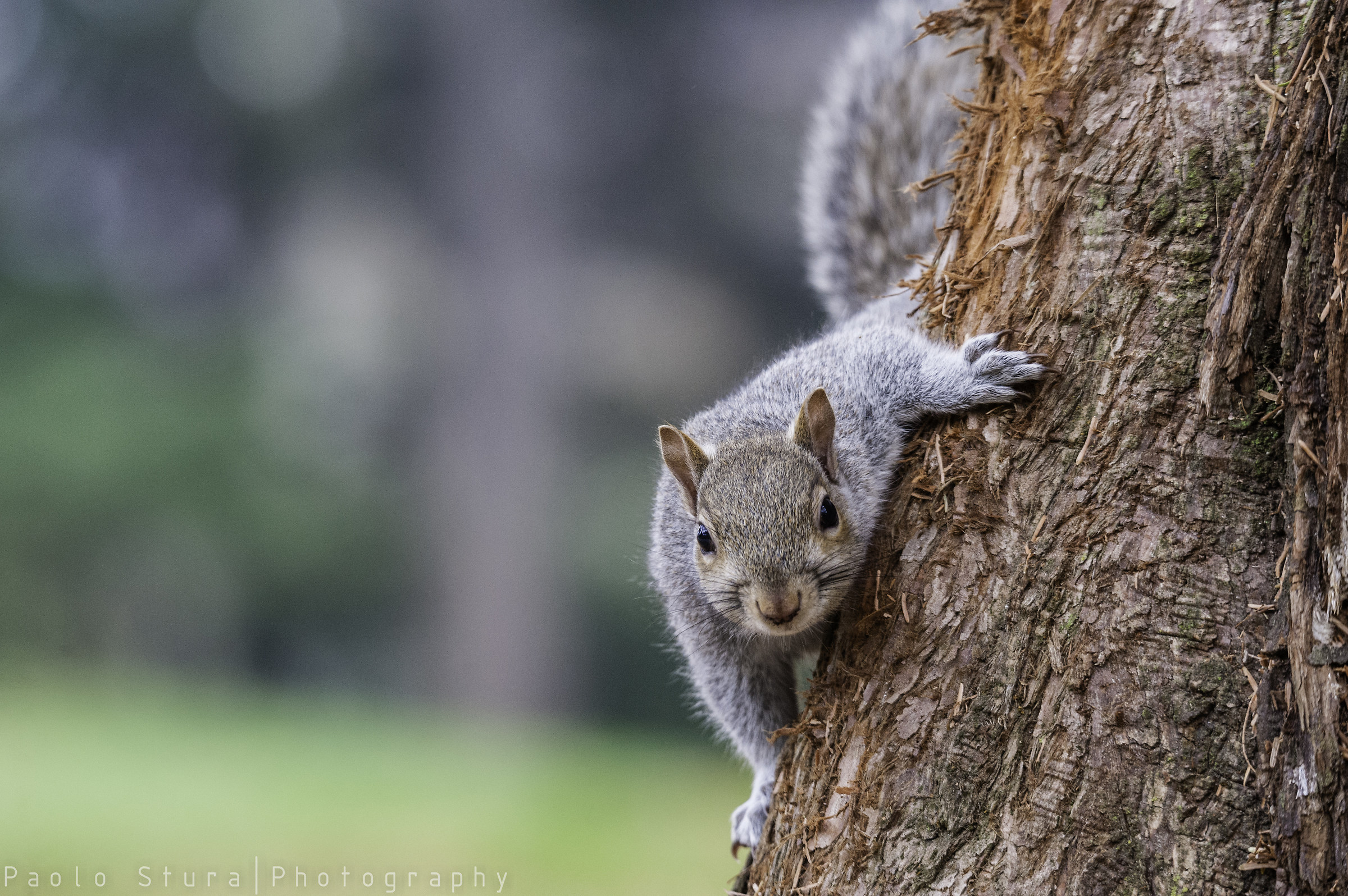 gray squirrel