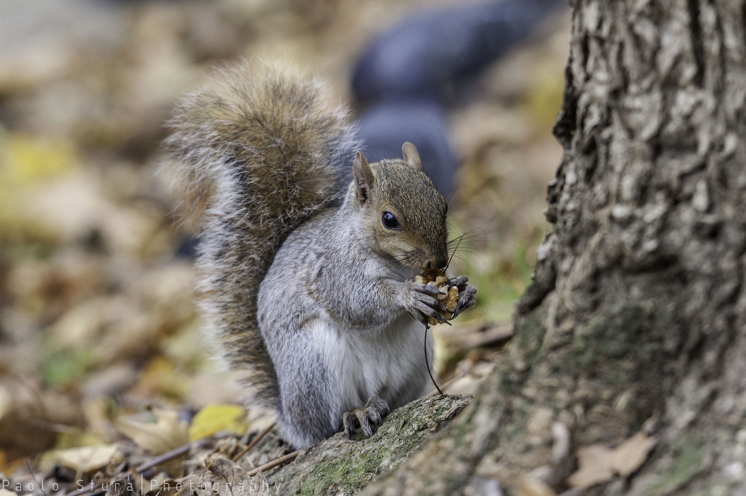 gray squirrel