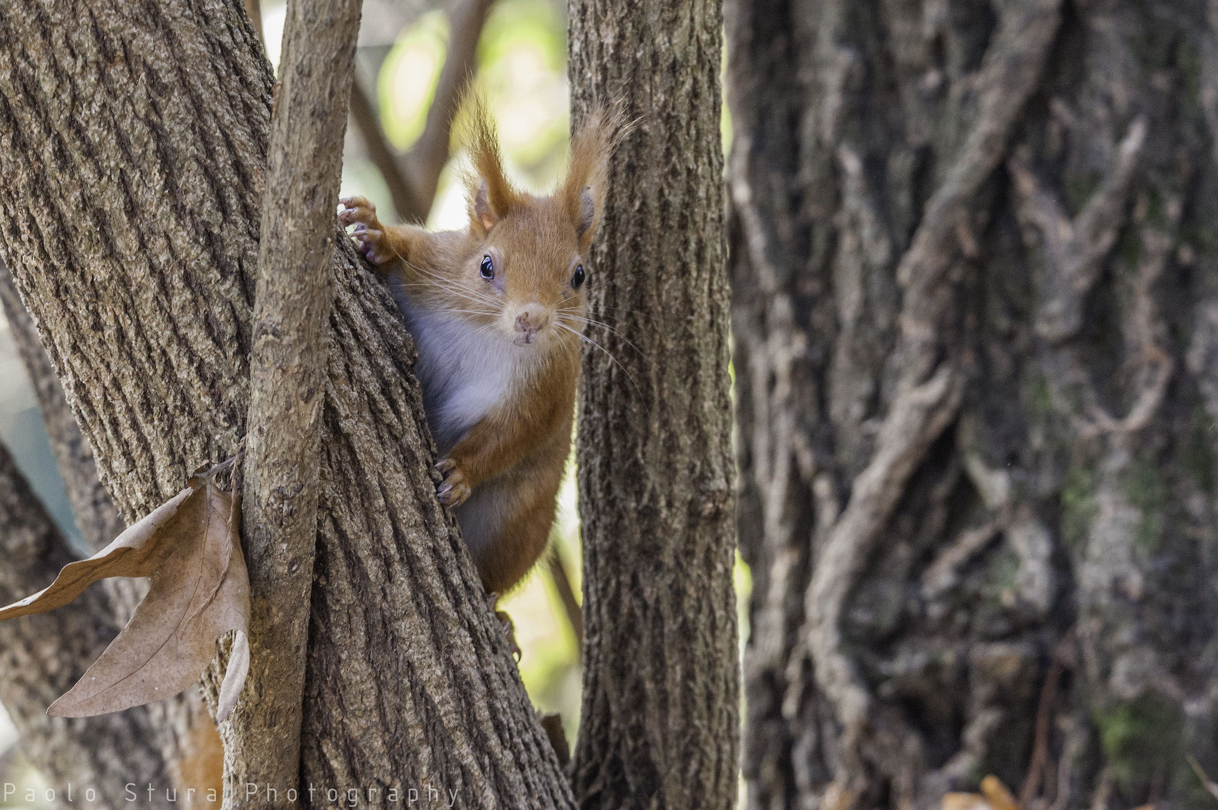gray squirrel