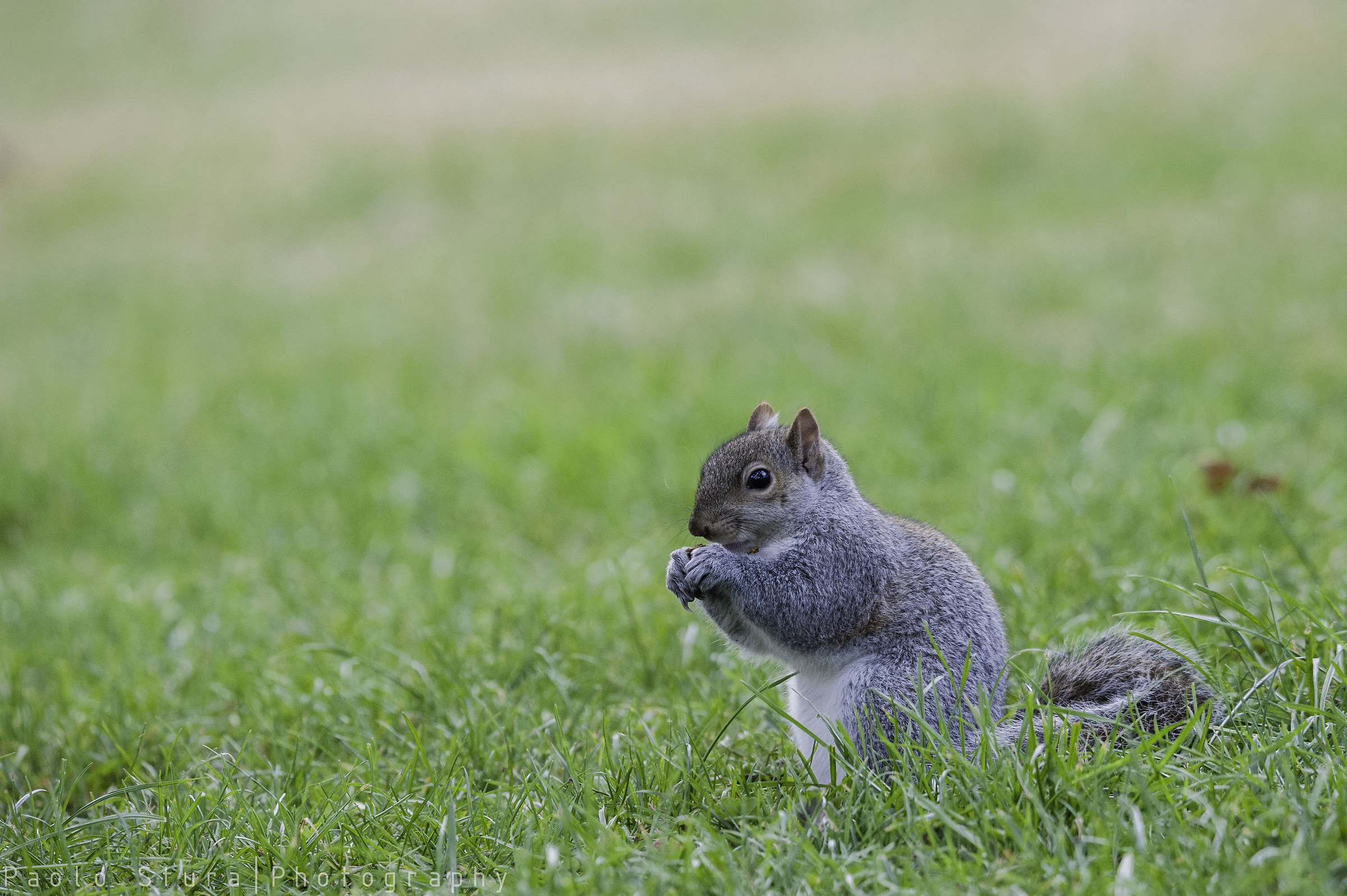 gray squirrel