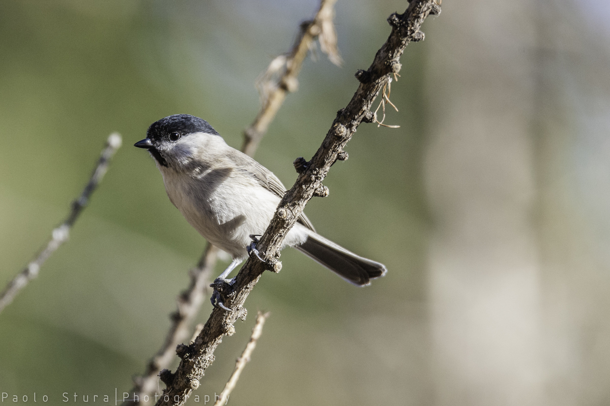 willow tit