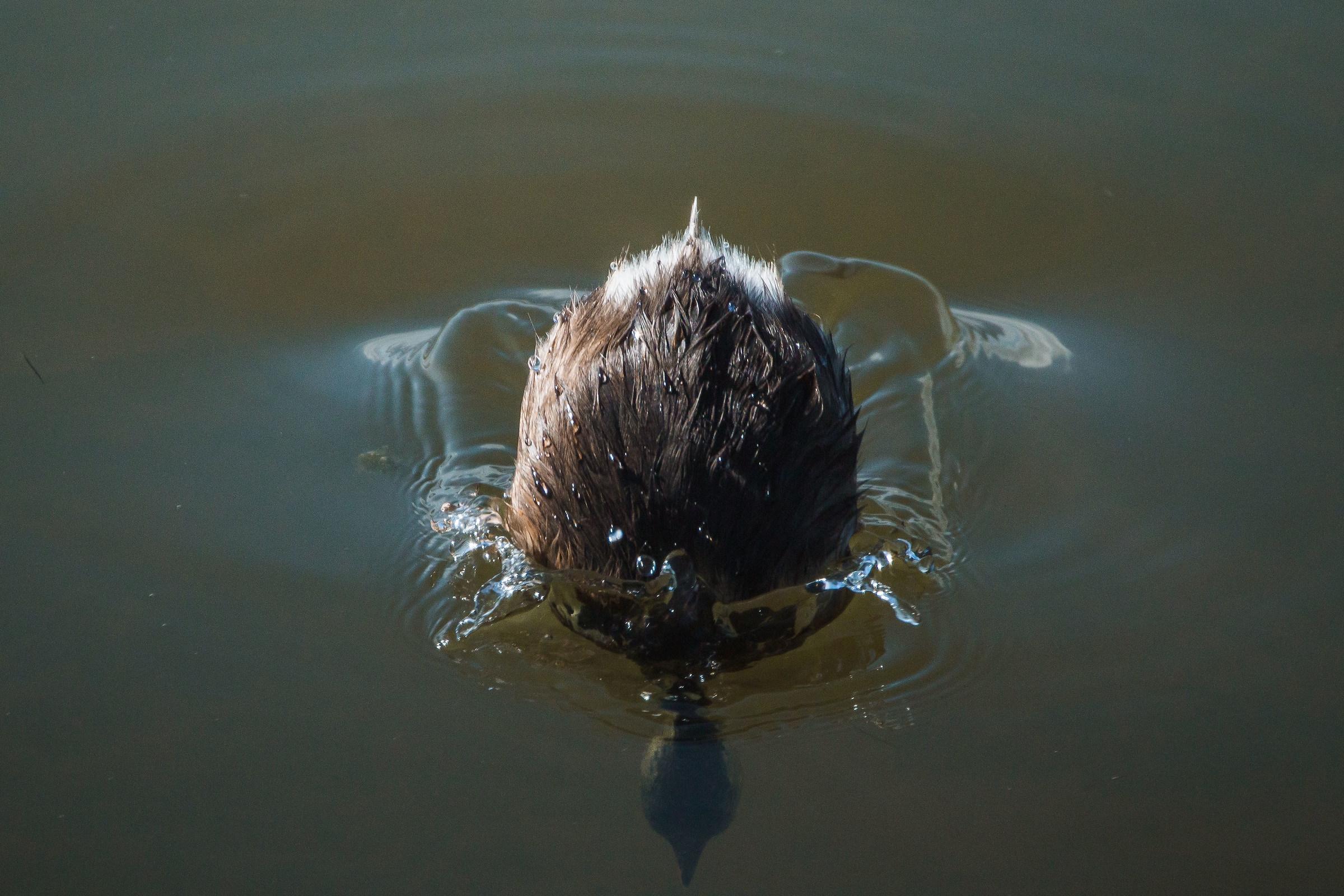 Little Grebe