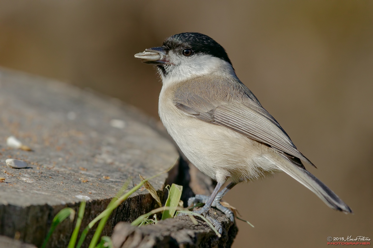 Marsh Tit (Poecile palustris)