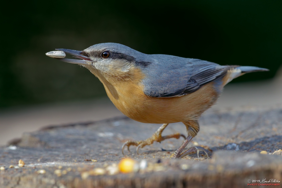 Nuthatch (Sitta europaea)