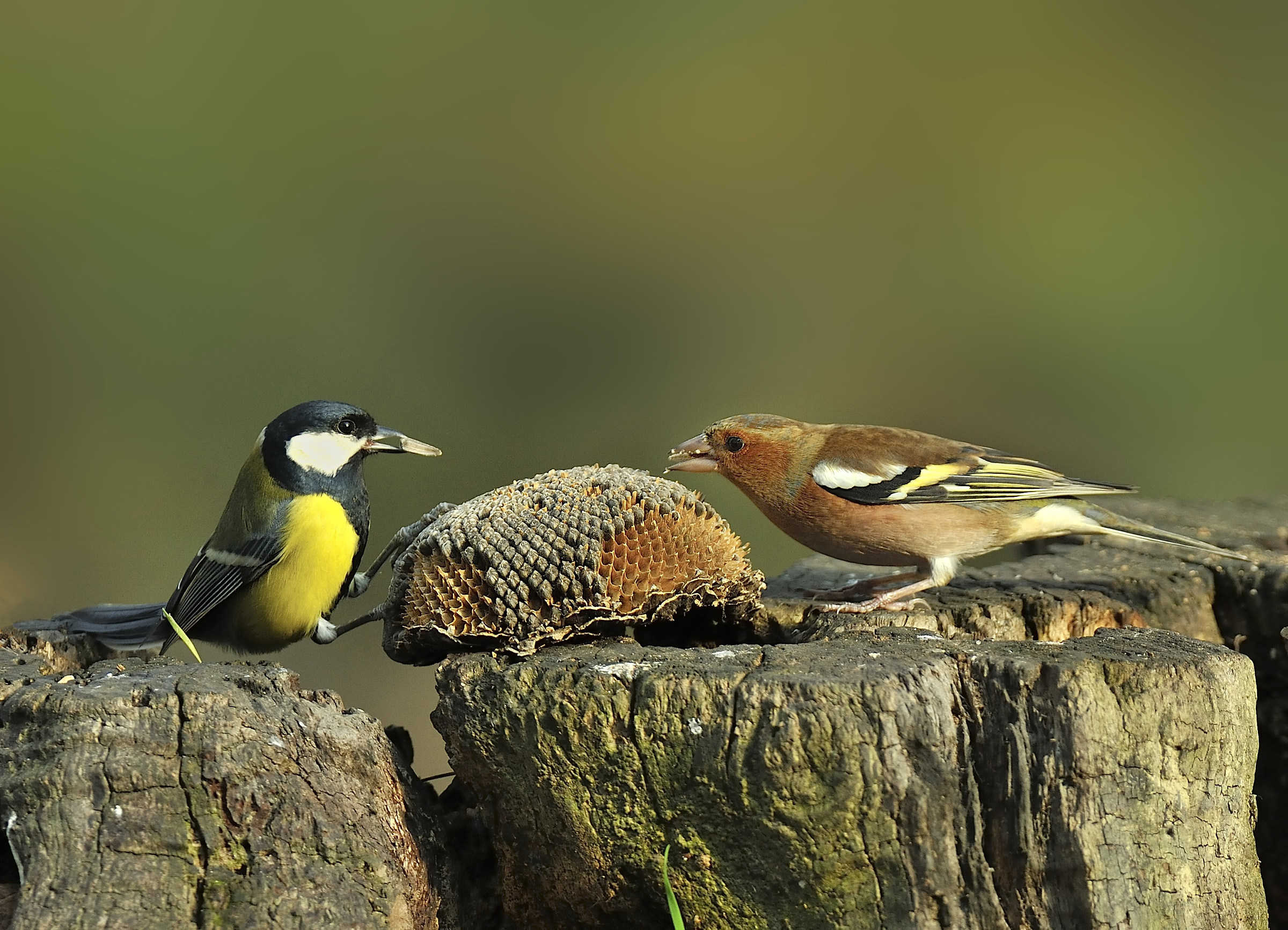 un poco per uno.......