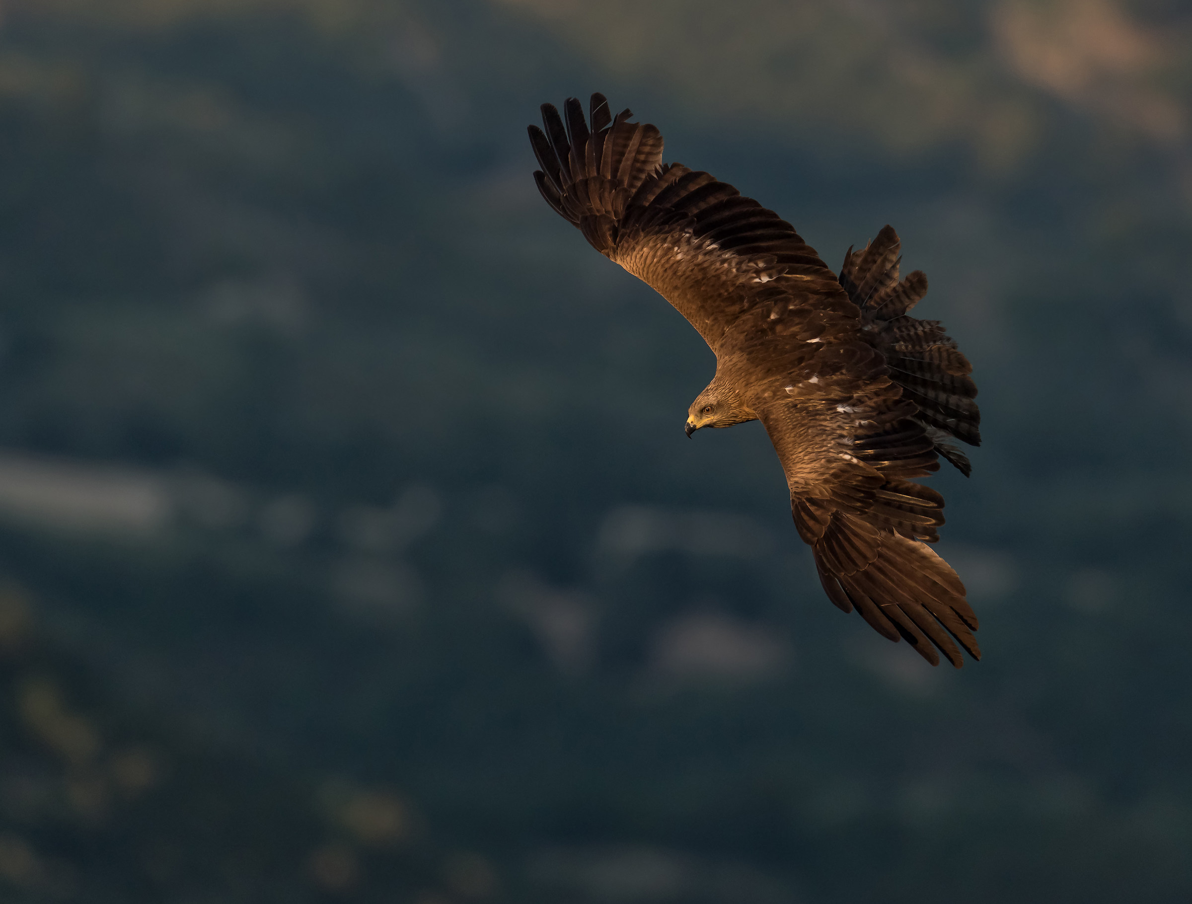 Nibbio bruno al tramonto