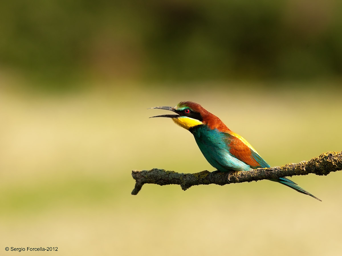 Nell'attesa della preda...