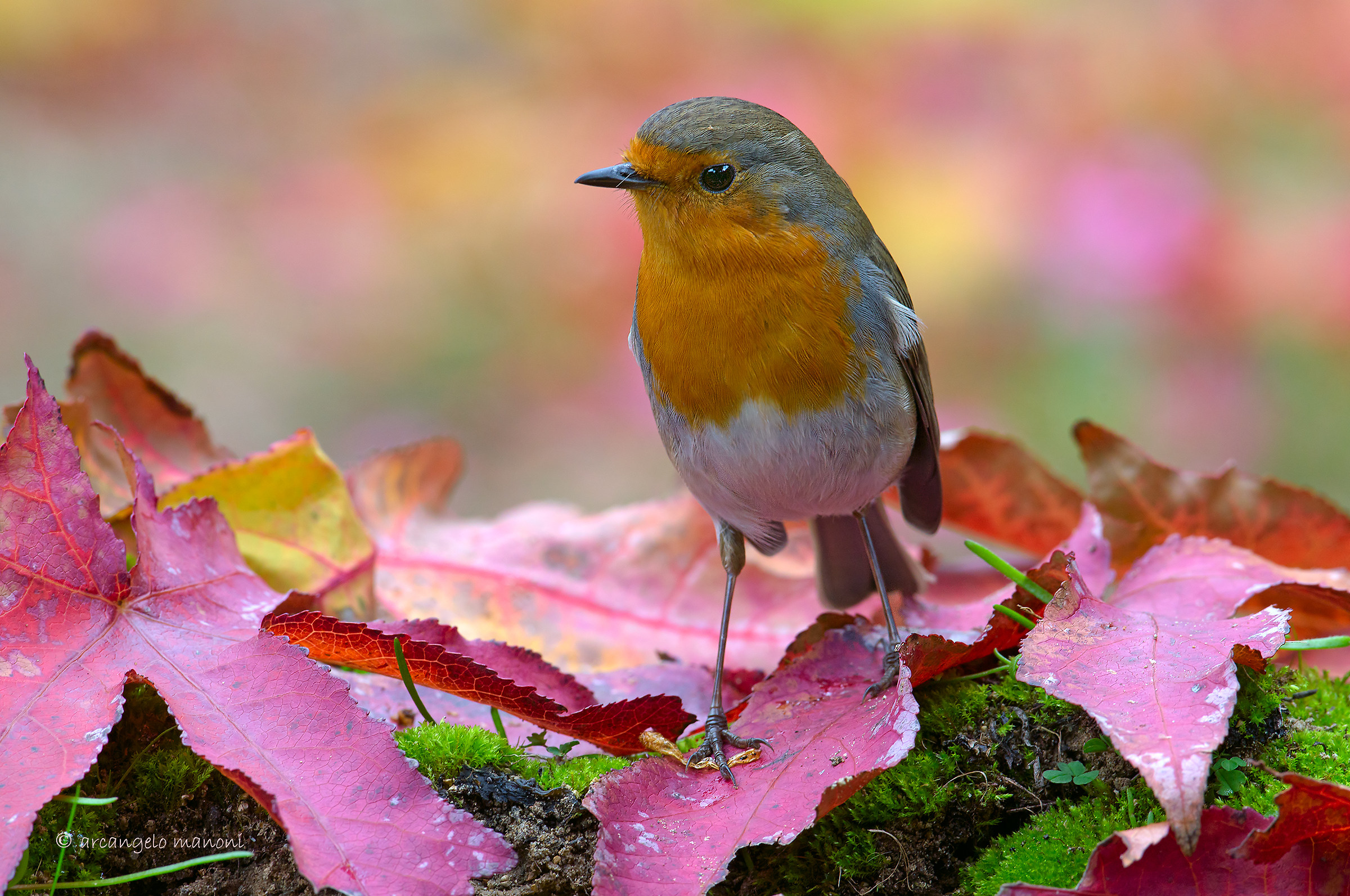 Looking for food among autumn leaves