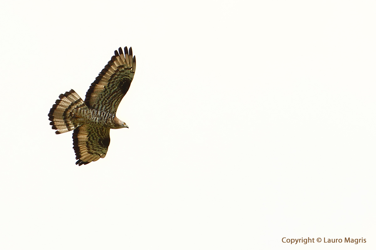 Buzzard hawk Adult Male