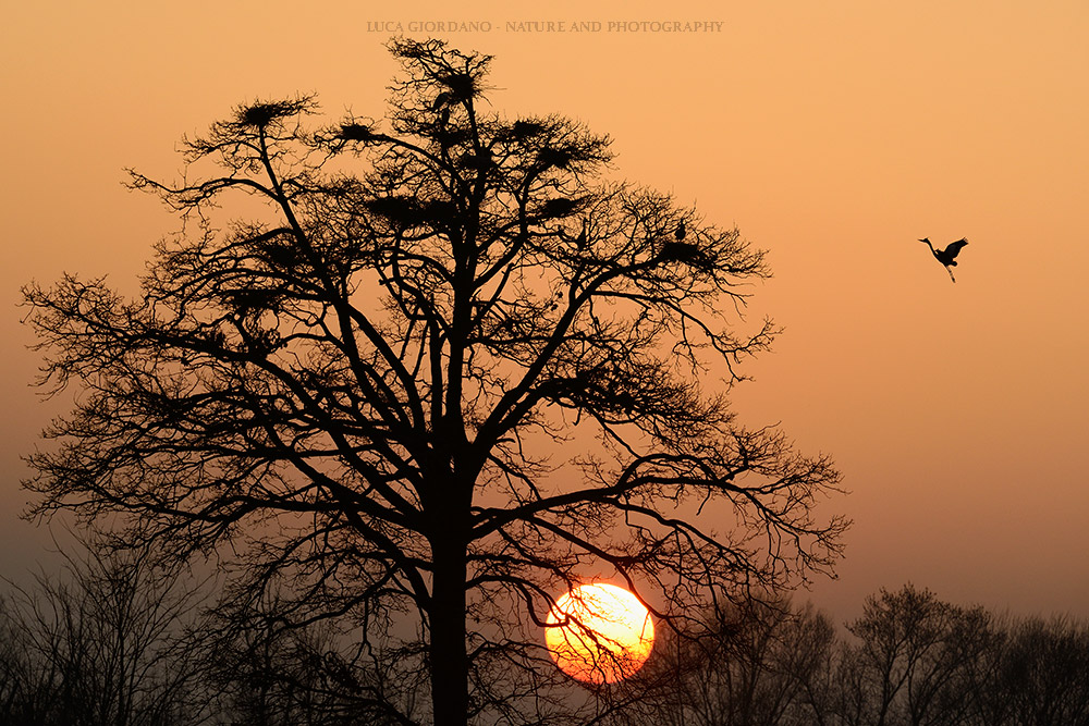 Grey Heron - Grey Heron