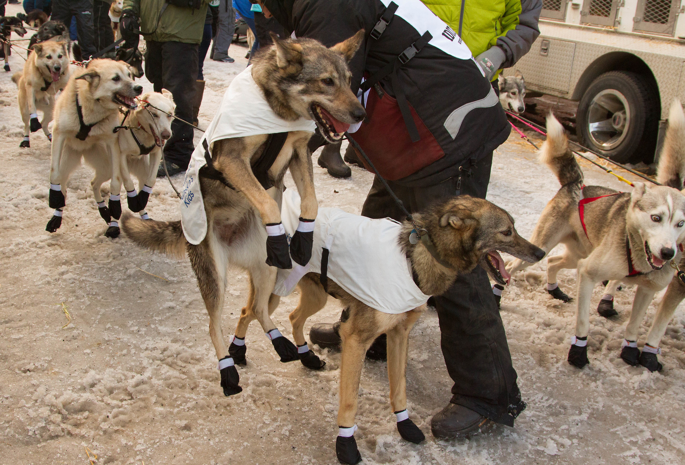 Iditarod