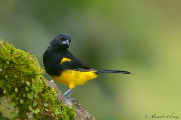 Icterus prosthemelas