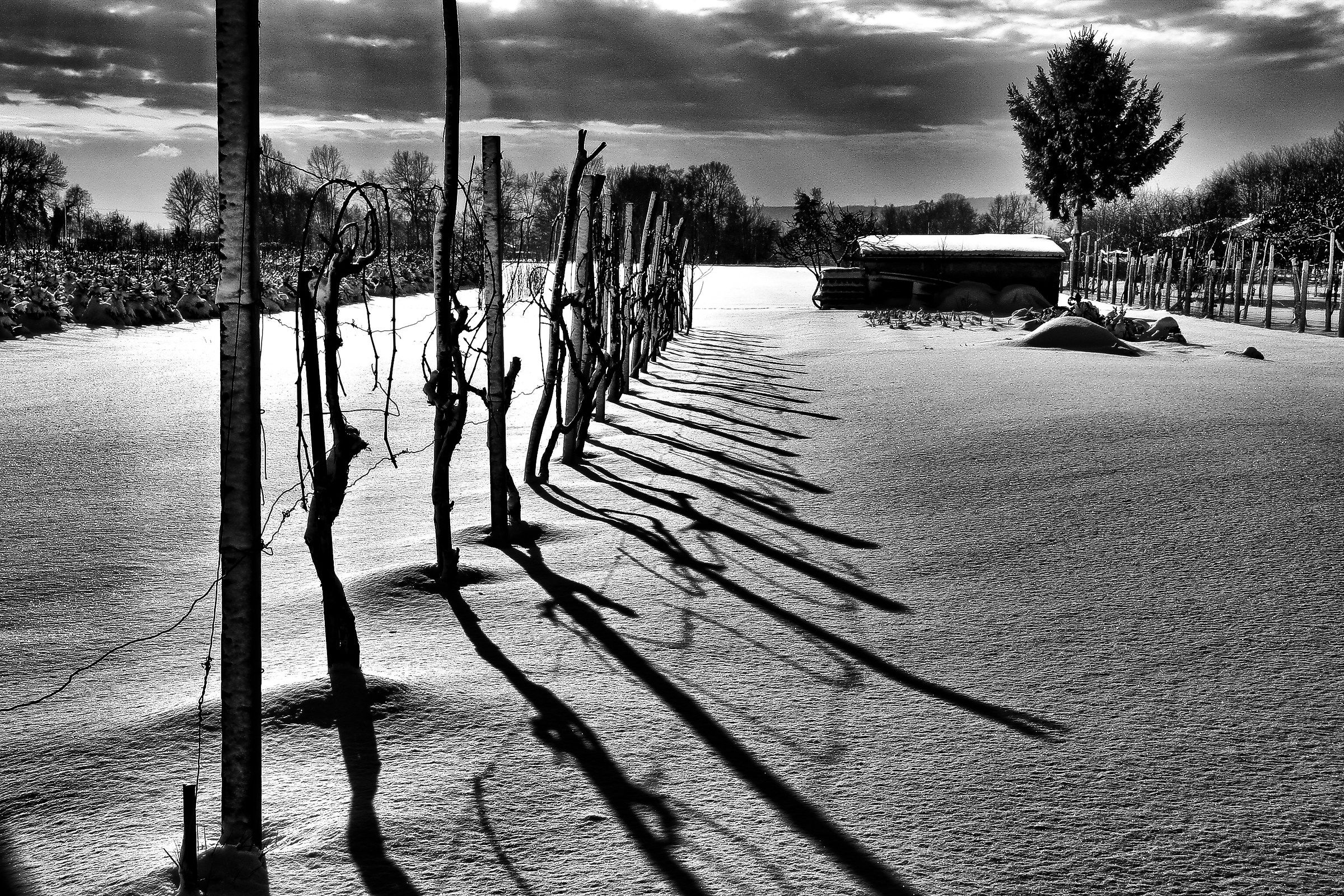 prima neve sui filari