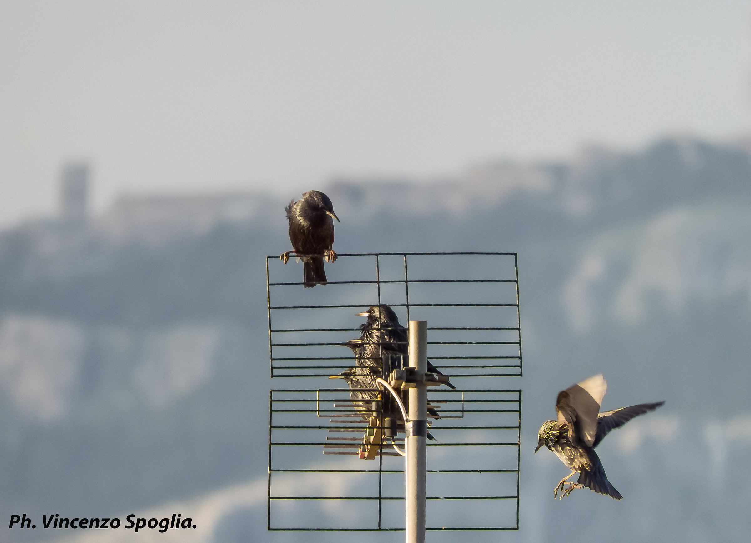 Hey guys come anchio!