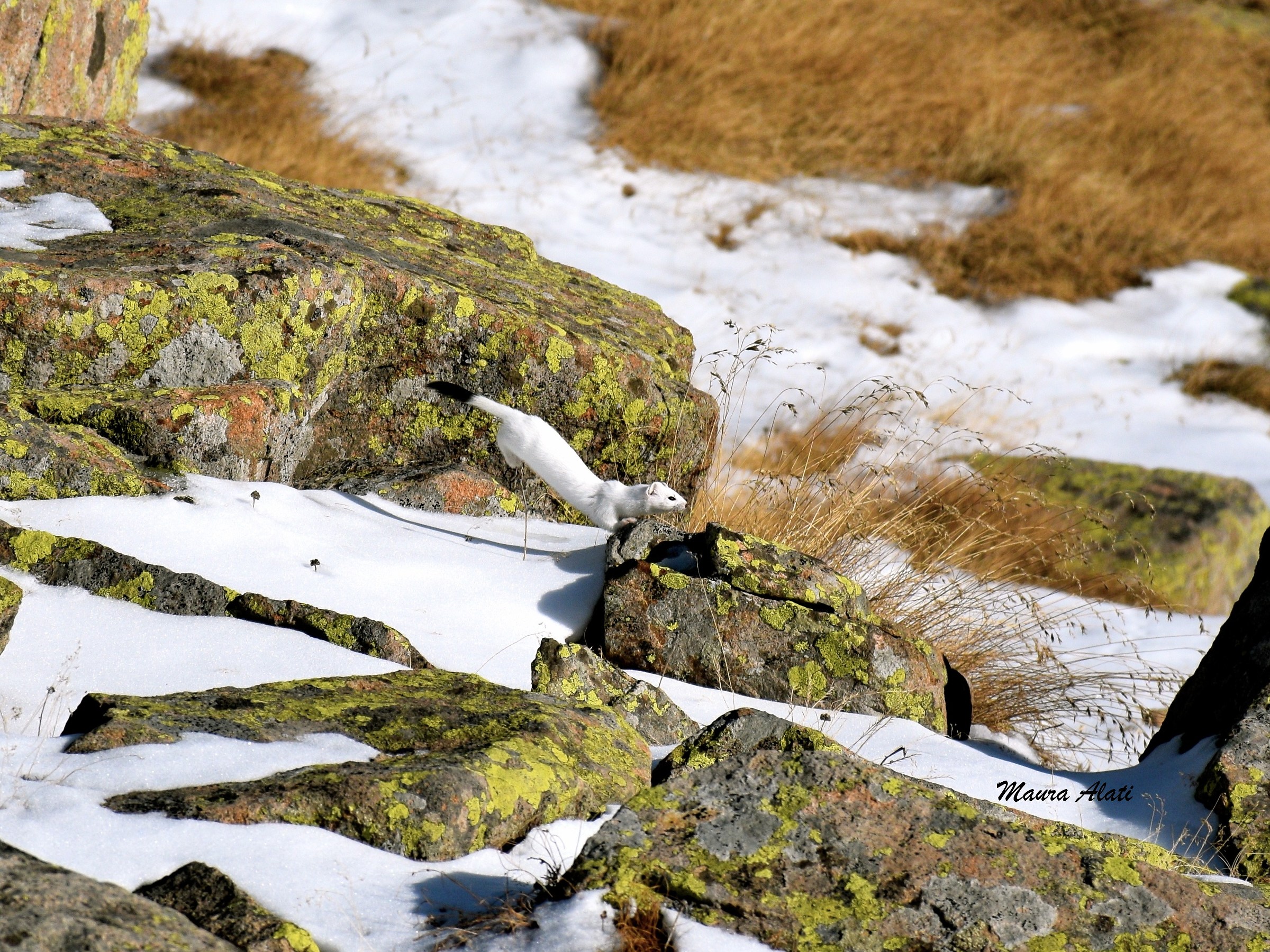 Ermine Dolomites