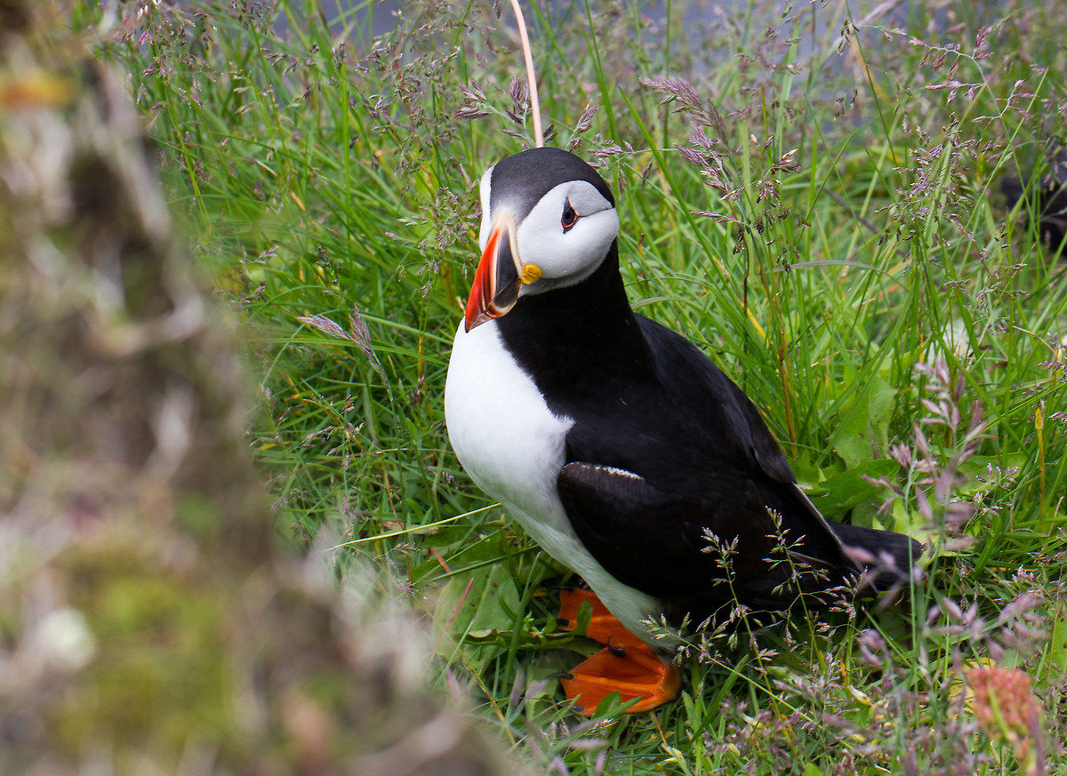 Puffin