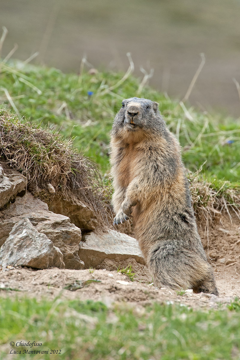 Marmotta in Val Federia