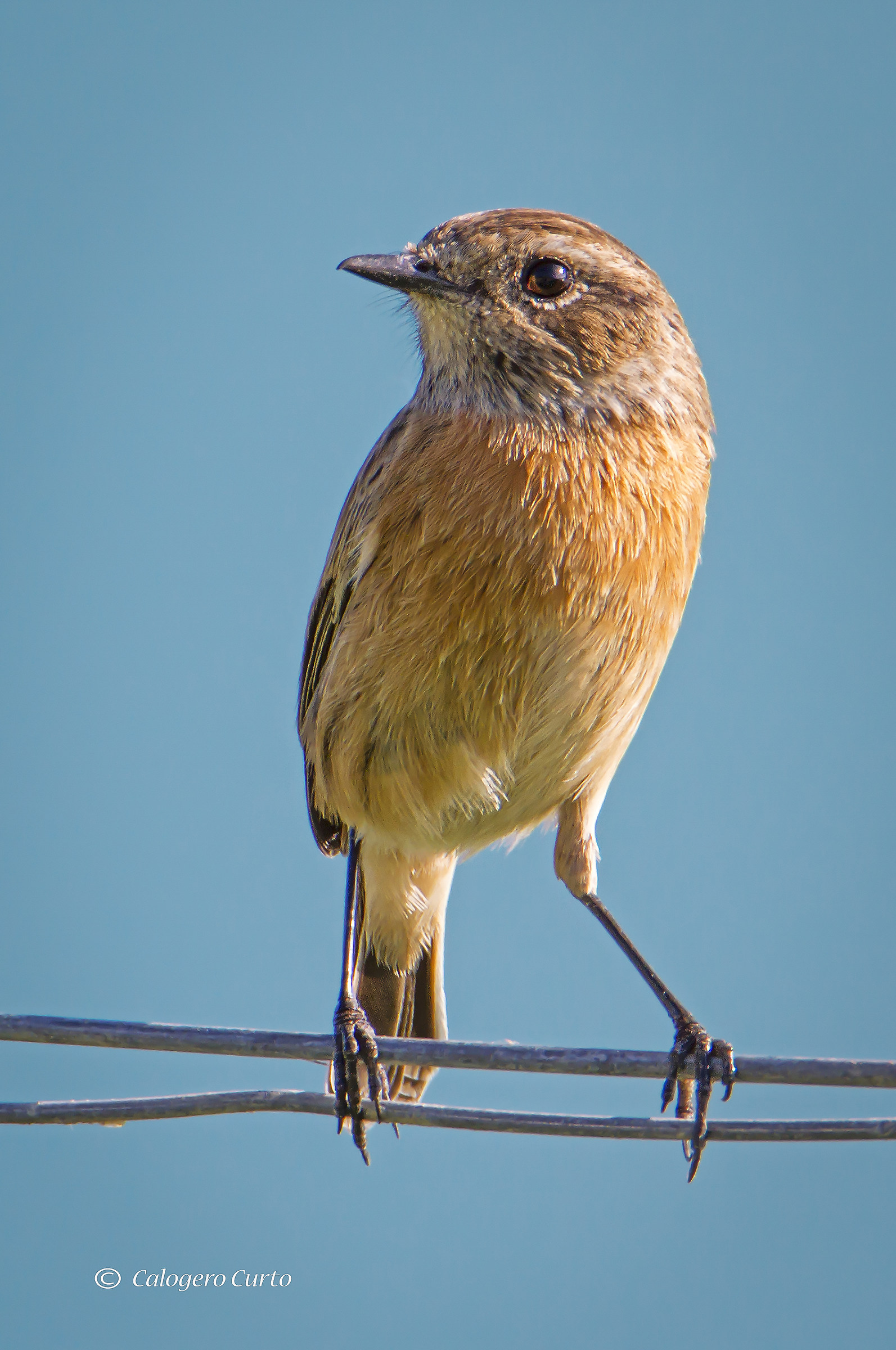 Stonechat