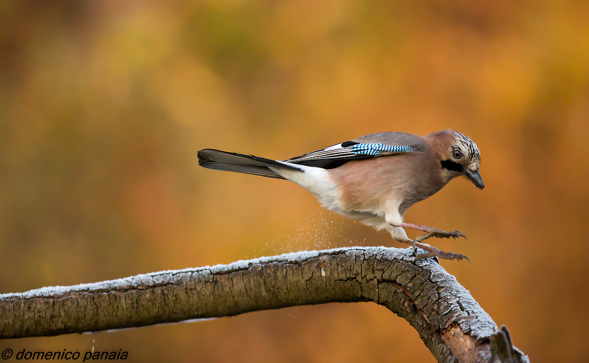 derapata sul ghiaccio