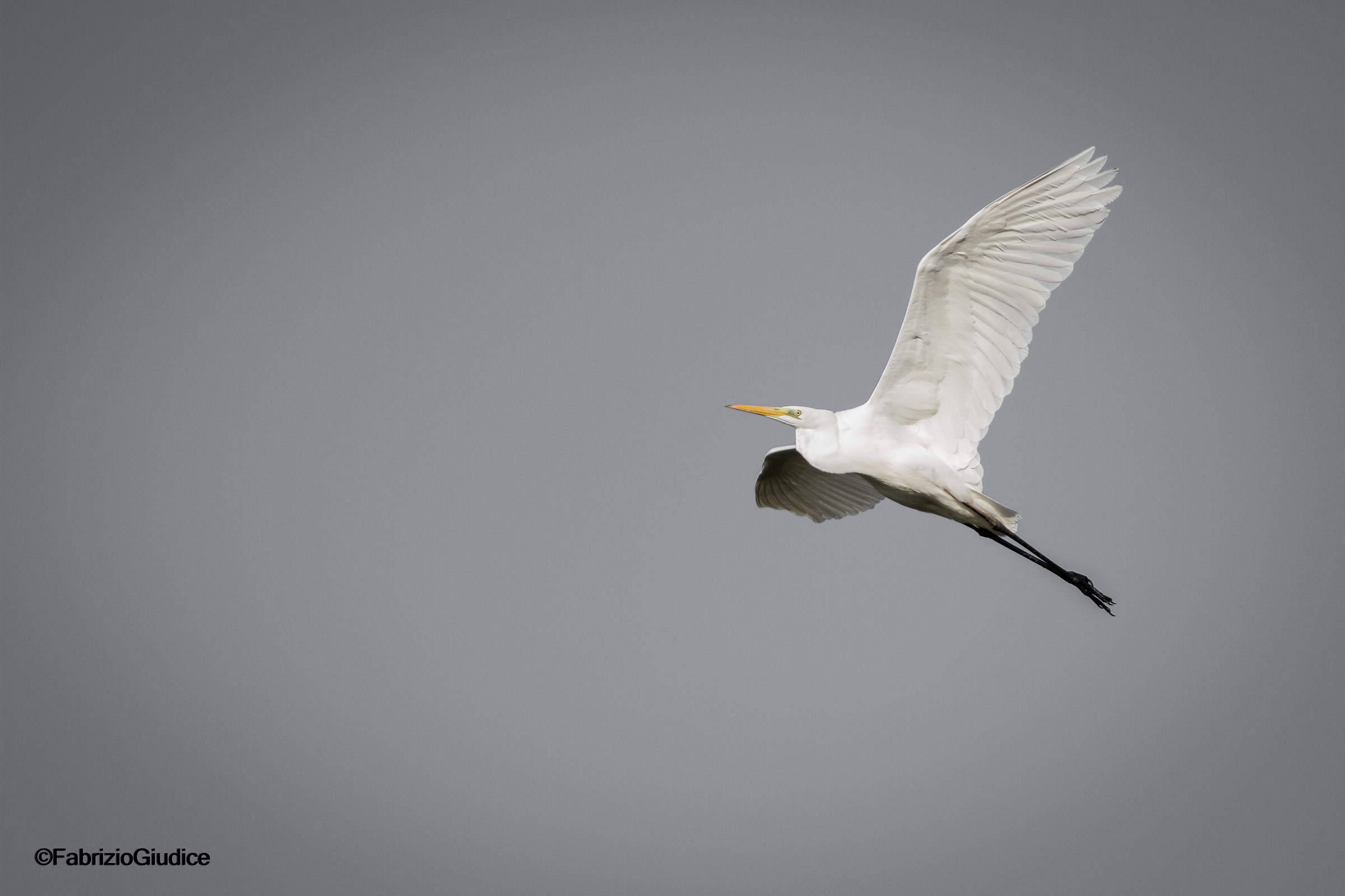 Great Egret - Ardea alba