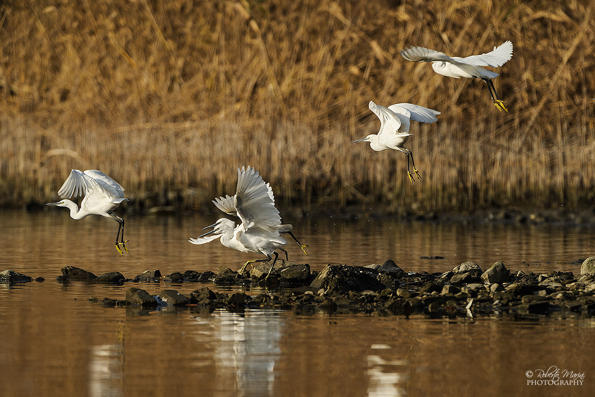 egrets