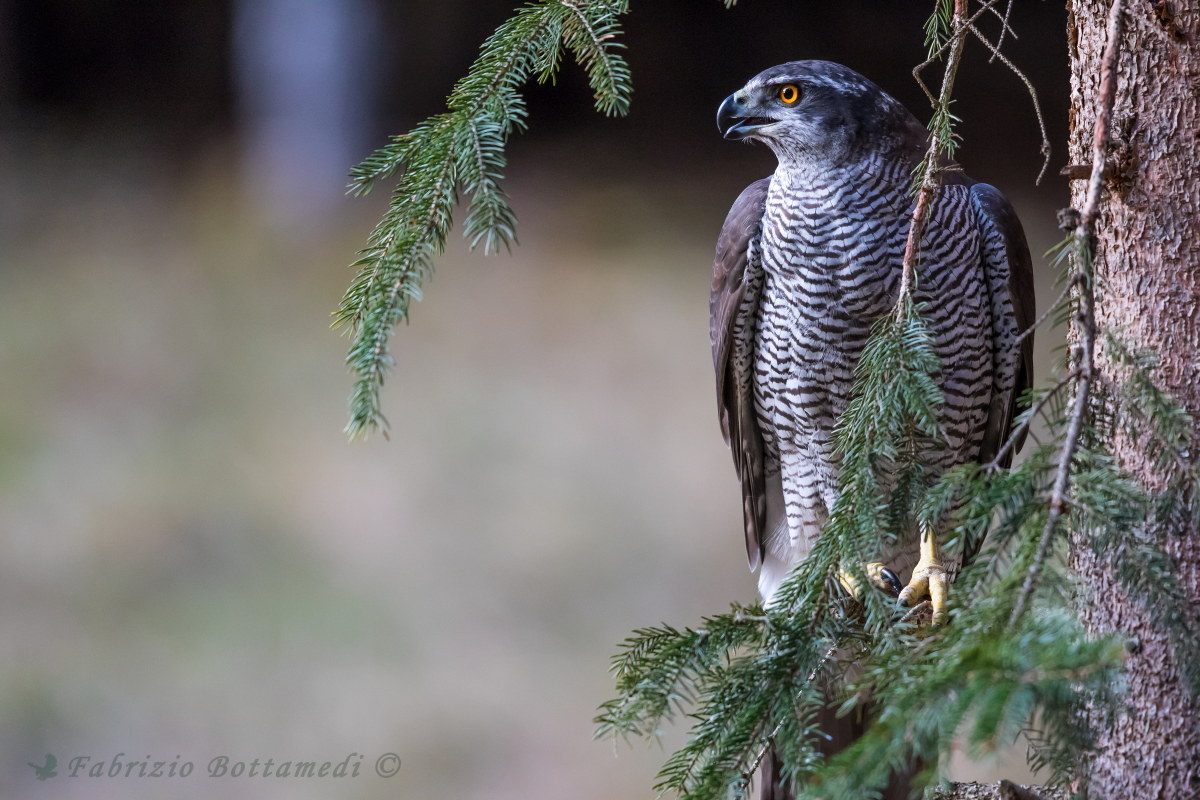 Goshawk