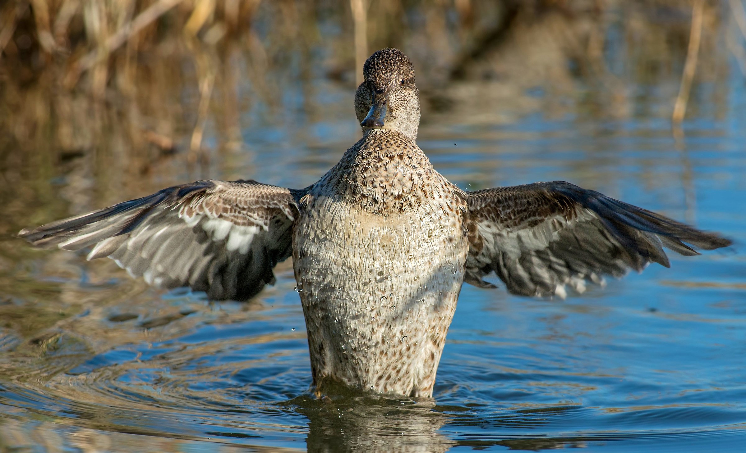alzavola come direttore d'orchestra