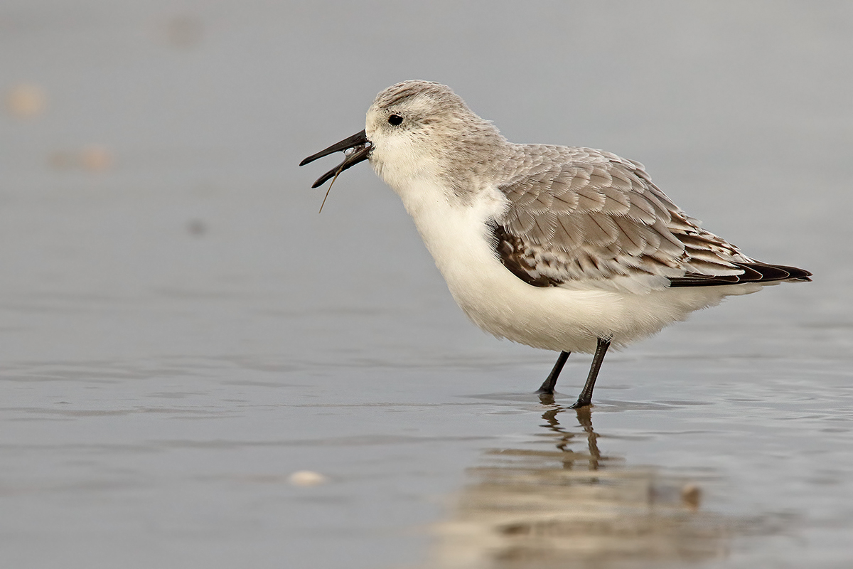 sanderling