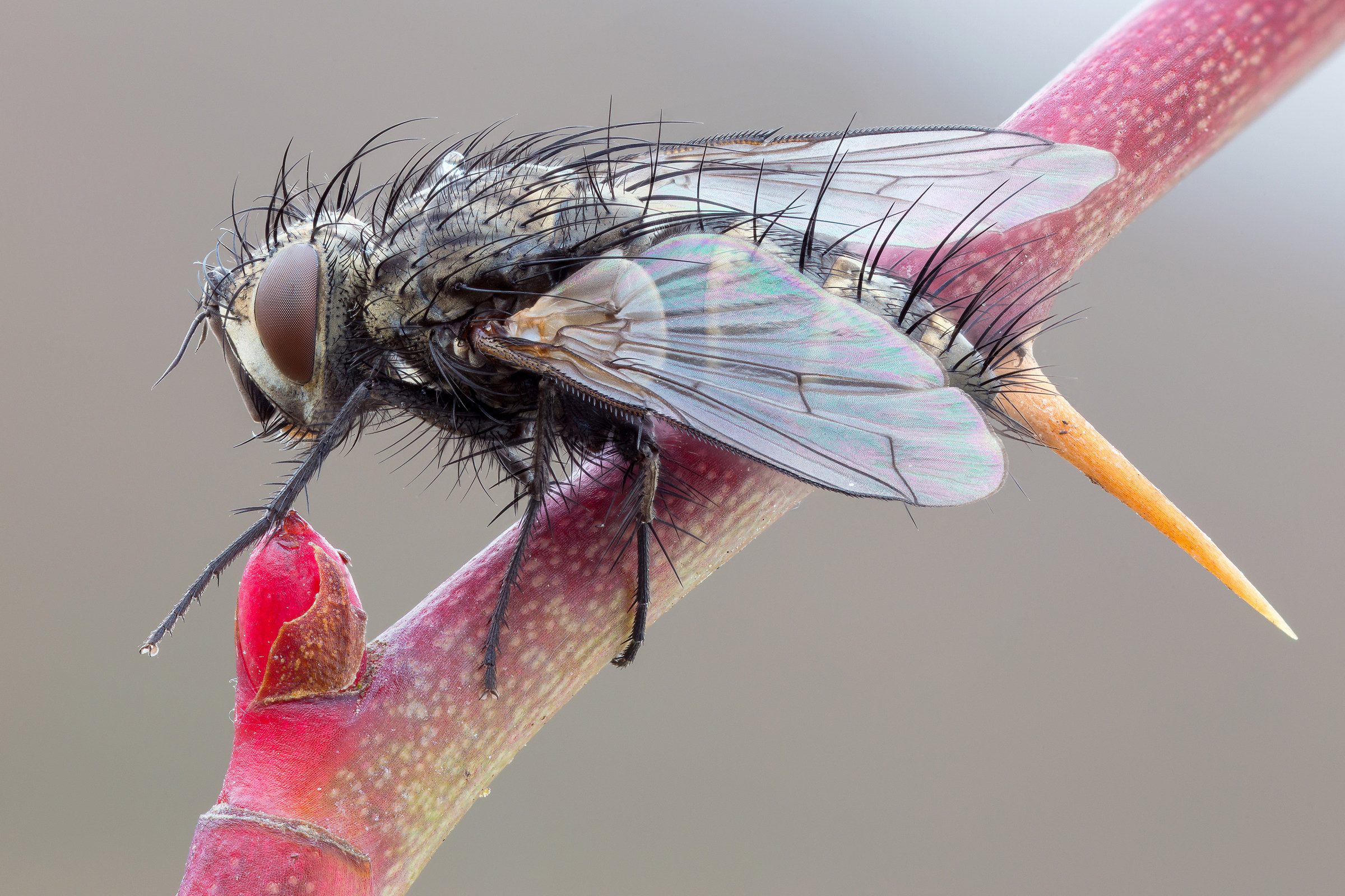 Triarthria setipennis