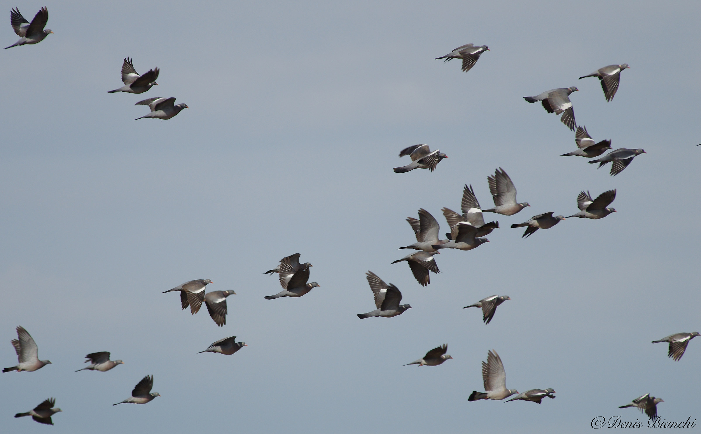 Pigeons in migration